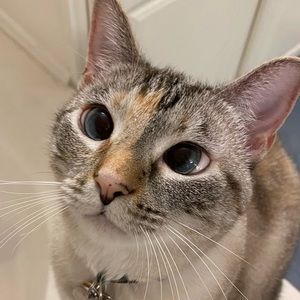 Meet your Posher, Zixinhui